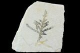 Fossil Plant (Brachyphyllum) - Solnhofen Limestone, Germany #97470-1